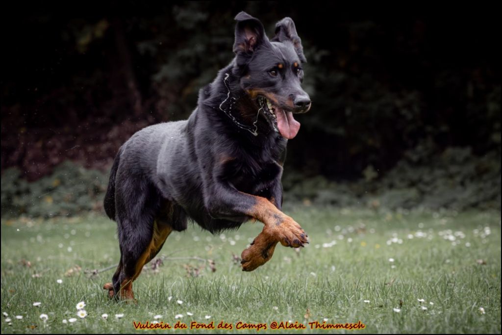 Vulcain du fond des  camps