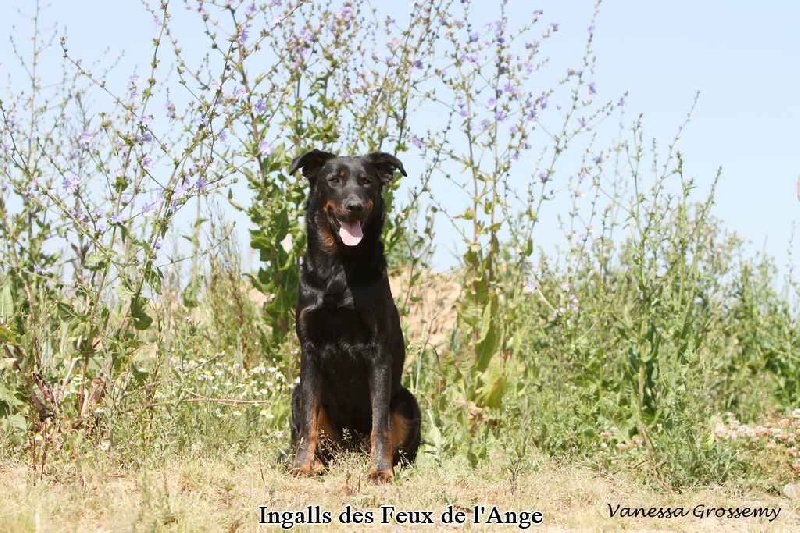 Ingalls des Feux de l'Ange