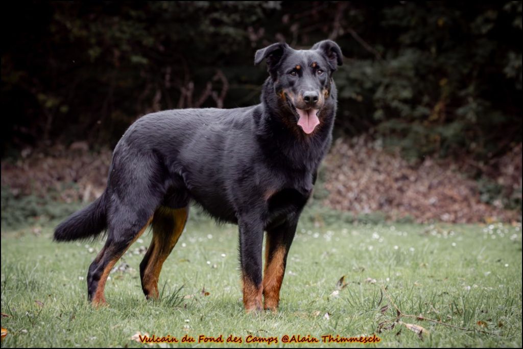 Vulcain du fond des  camps