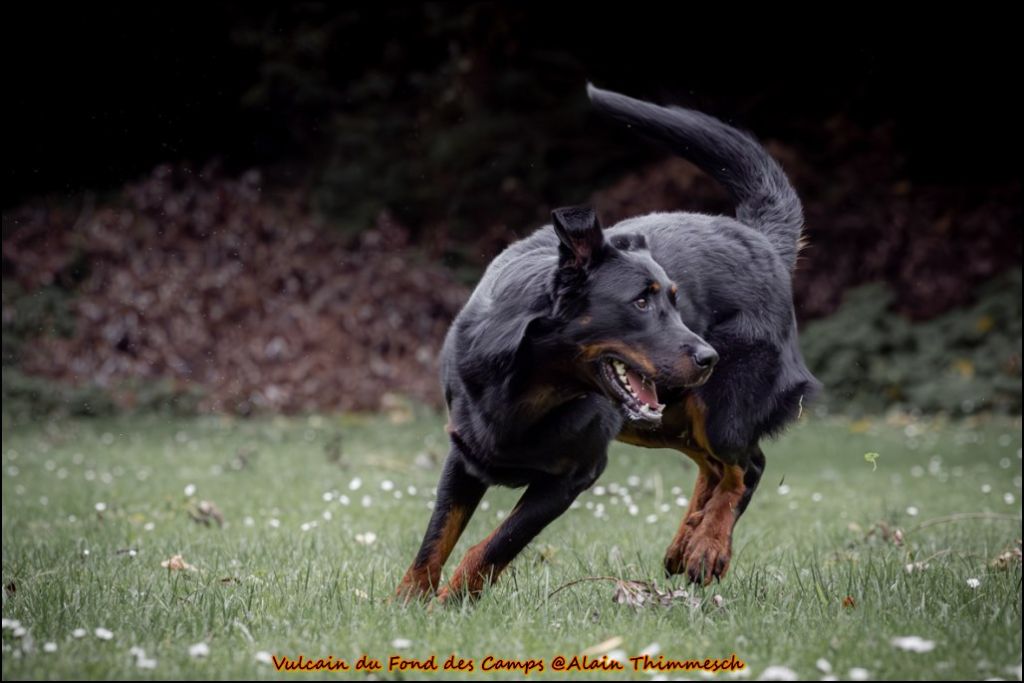 Vulcain du fond des  camps