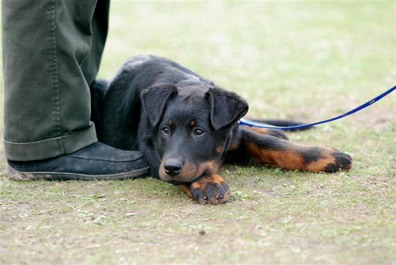 CH. Feeling du Fond des Camps