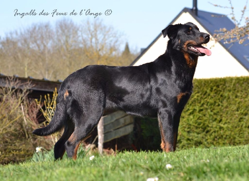 Ingalls des Feux de l'Ange