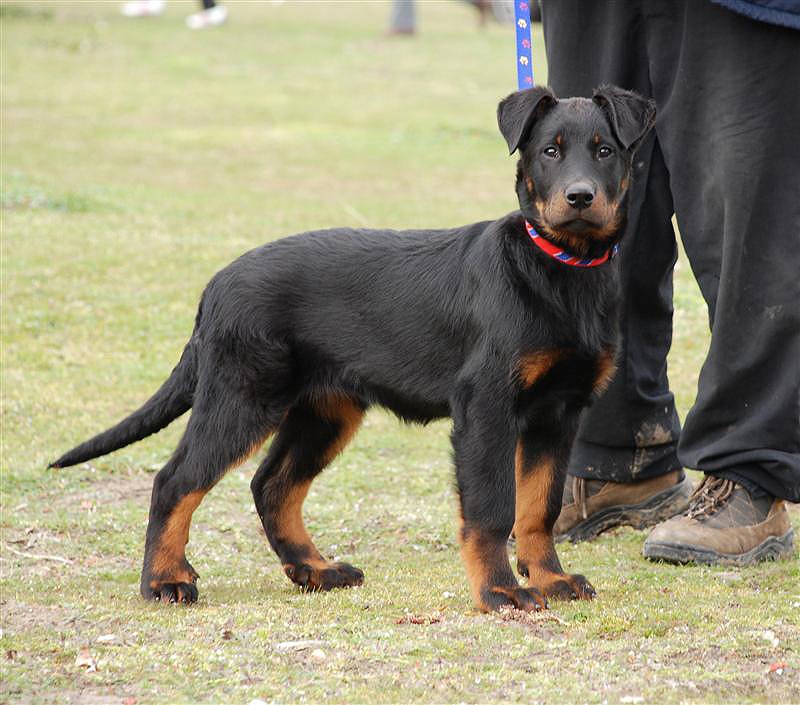 CH. Feeling du Fond des Camps