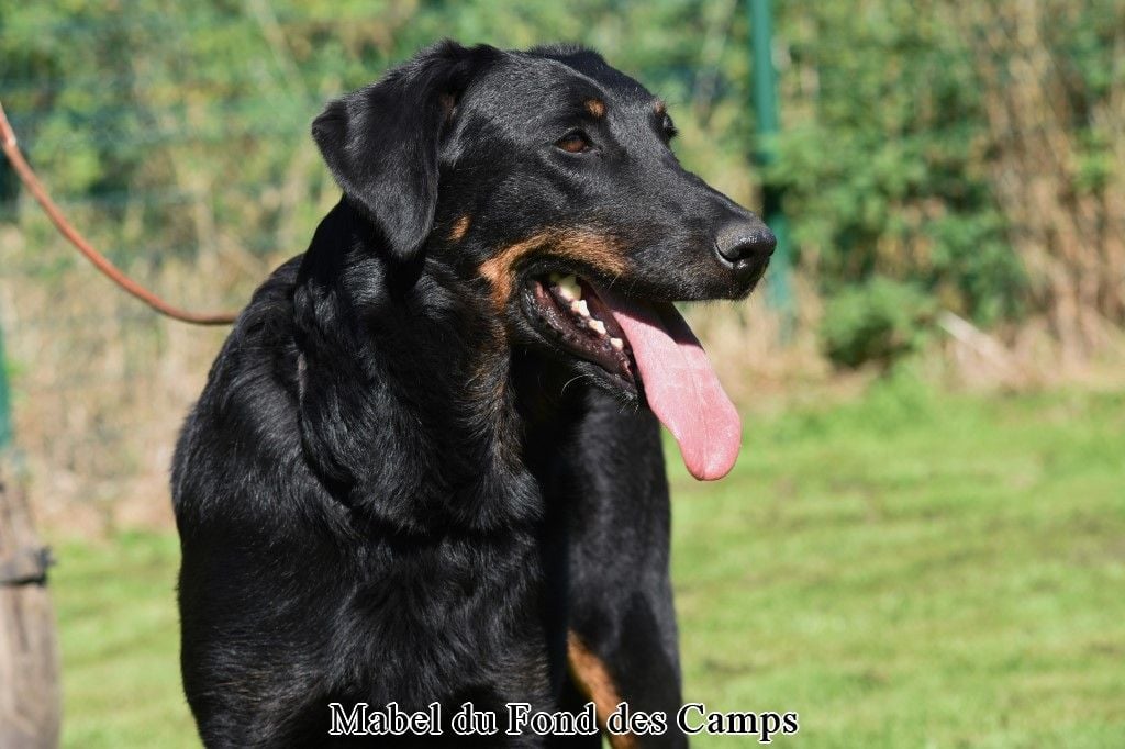 Mabel du Fond des Camps