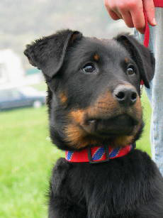 CH. Feeling du Fond des Camps