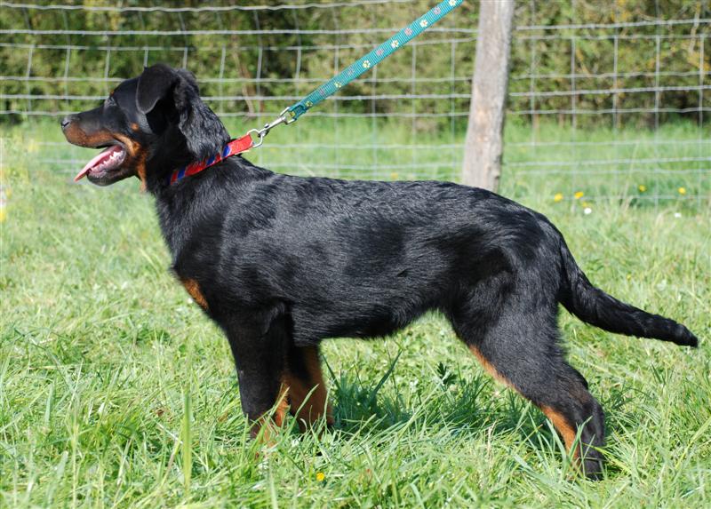 CH. Feeling du Fond des Camps