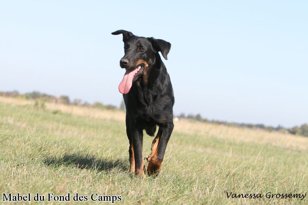 Mabel du Fond des Camps