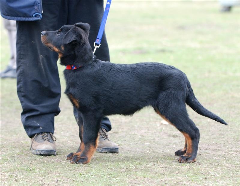 CH. Feeling du Fond des Camps