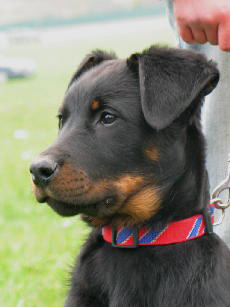 CH. Feeling du Fond des Camps