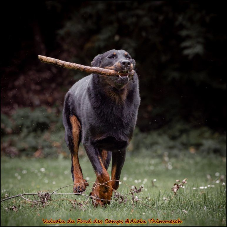 Vulcain du fond des  camps
