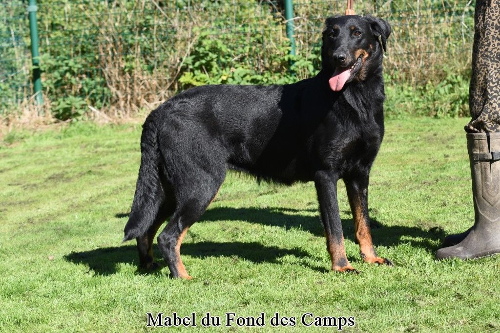 Mabel du Fond des Camps