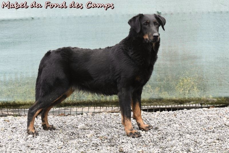 Mabel du Fond des Camps