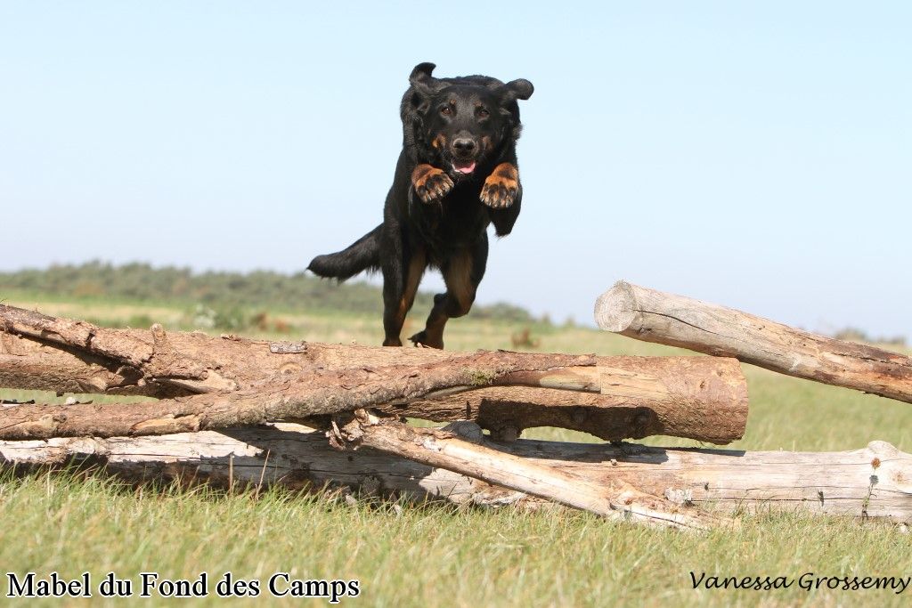 Mabel du Fond des Camps
