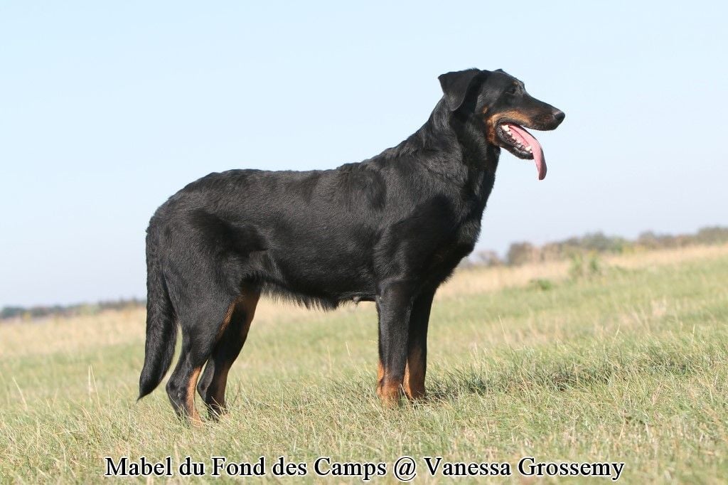 Mabel du Fond des Camps