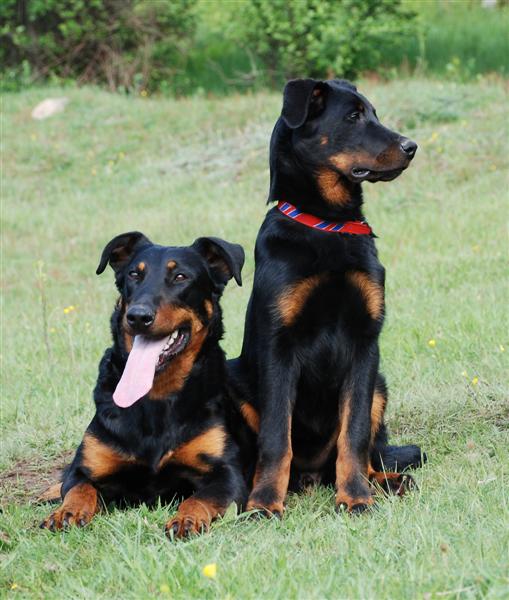 CH. Feeling du Fond des Camps