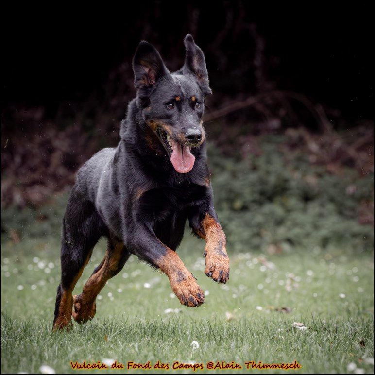 Vulcain du fond des  camps