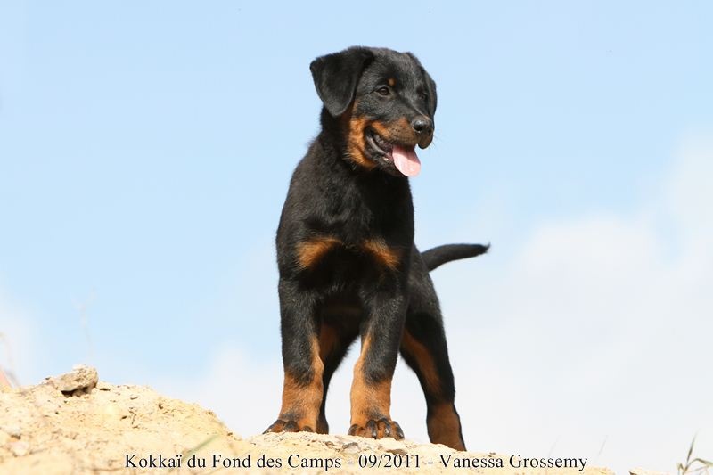 CH. Kokkaï du Fond des Camps - 1e Très Prometteur et Meilleur Puppy