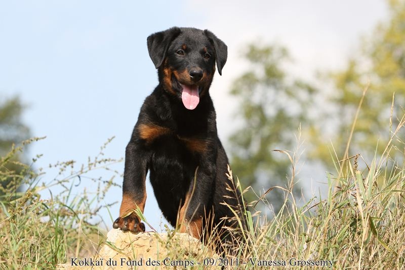 CH. Kokkaï du Fond des Camps - 1e Très Prometteur et Meilleur Baby