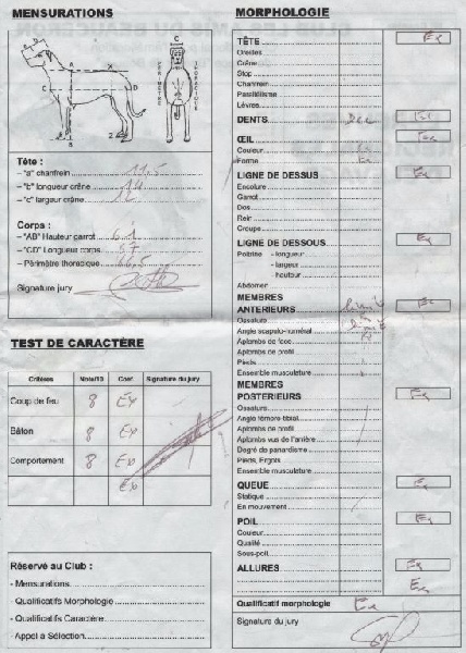 Oups argentée du Fond des Camps - Excellent en morpho et en caractère