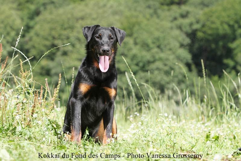 CH. Kokkaï du Fond des Camps - 1e Excellent et Champion des Jeunes