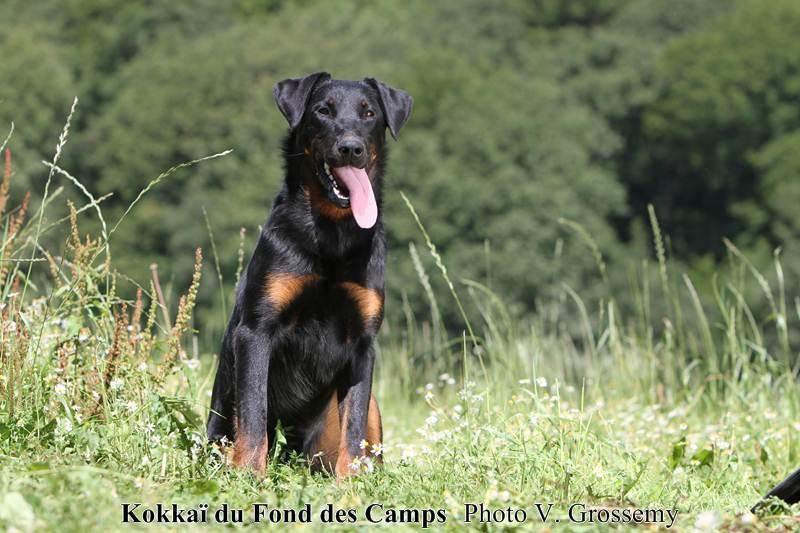 CH. Kokkaï du Fond des Camps - 1e Excellent - CAC - Meilleur femelle