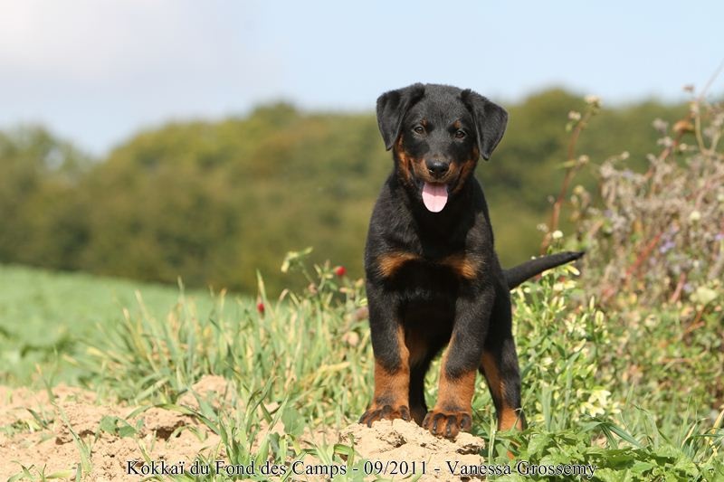 CH. Kokkaï du Fond des Camps - 2e Très¨Prometteur
