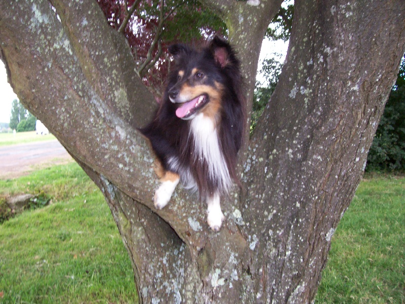 Saika shu fang de la Tangi Morgane