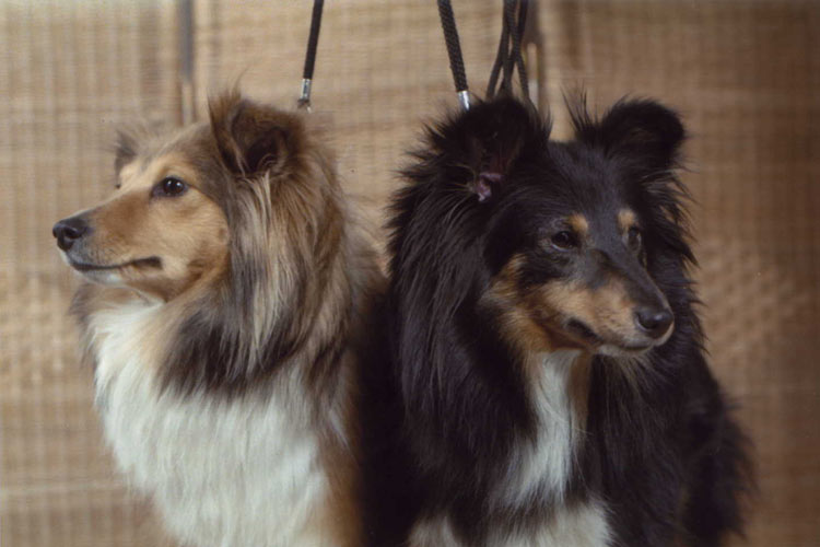 Saika shu fang de la Tangi Morgane