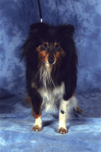 Saika shu fang de la Tangi Morgane