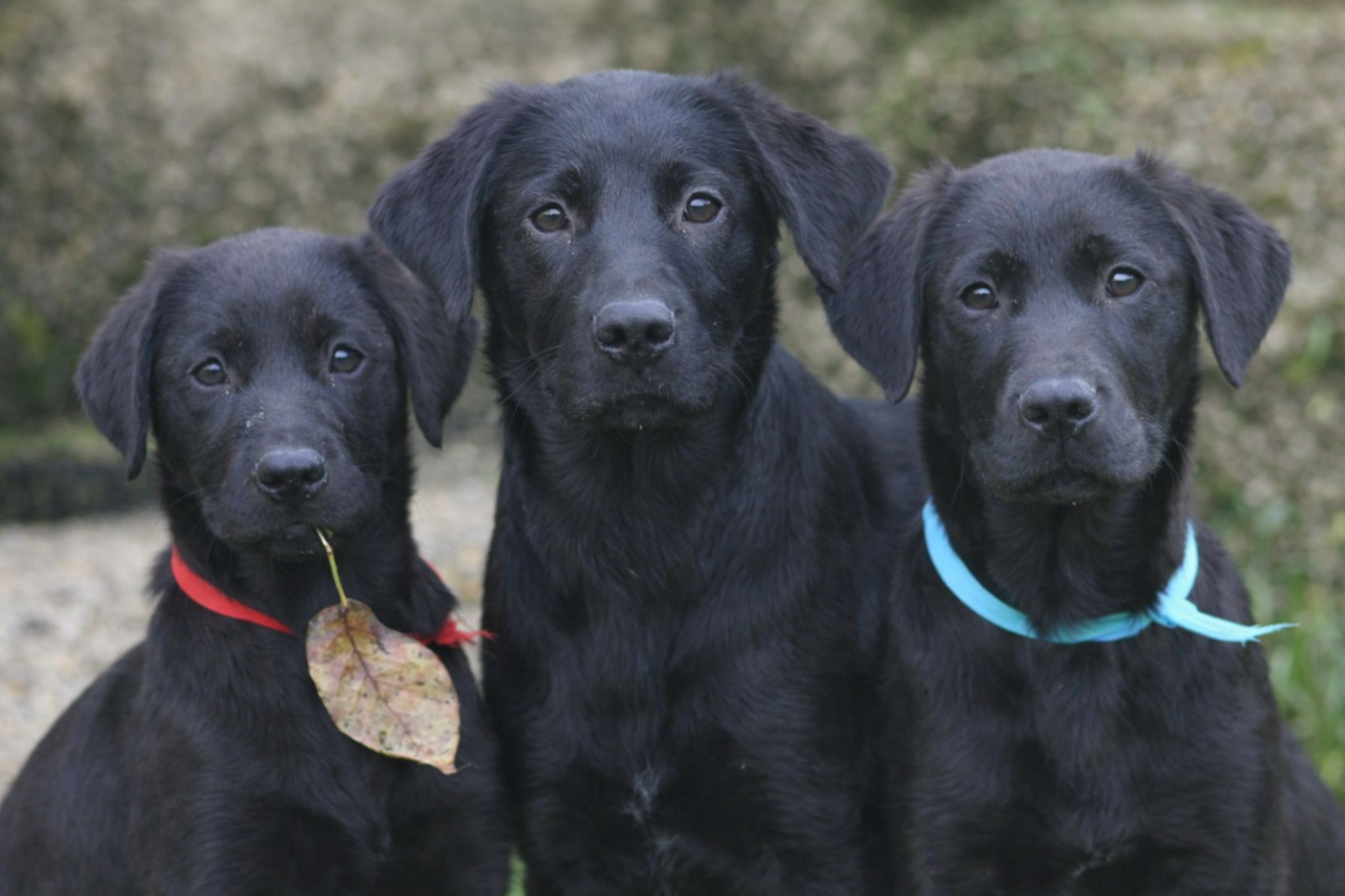 Labrador Retriever - of Glen Sheallag