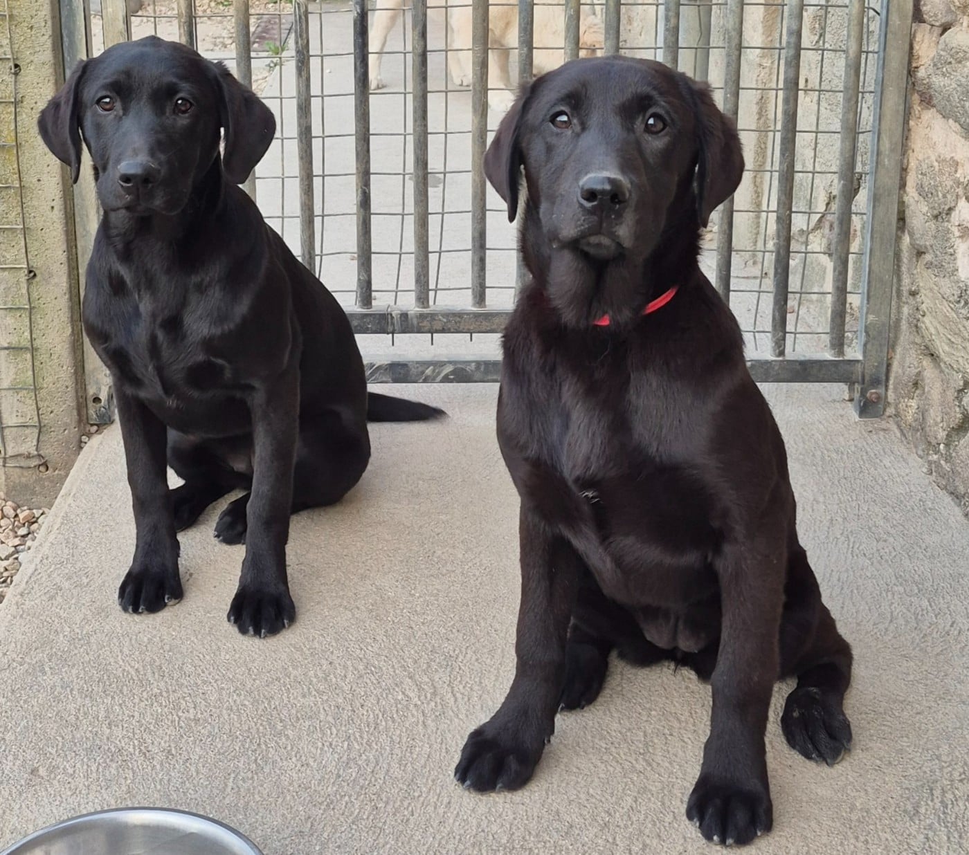 Labrador Retriever - of Glen Sheallag