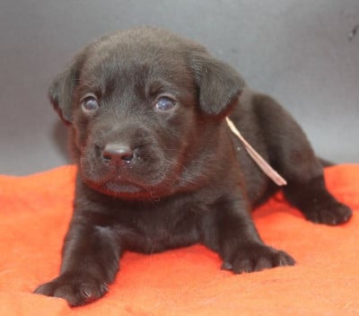 Les chiots de Labrador Retriever
