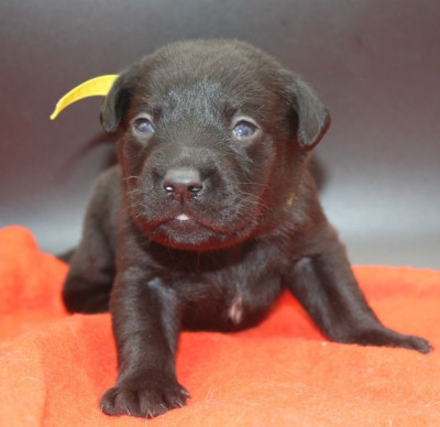 Les chiots de Labrador Retriever