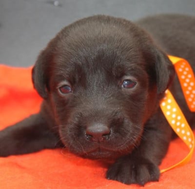 Les chiots de Labrador Retriever