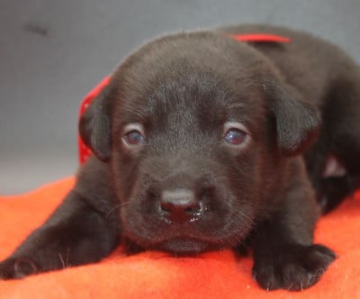 Les chiots de Labrador Retriever