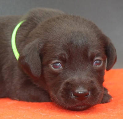 Les chiots de Labrador Retriever