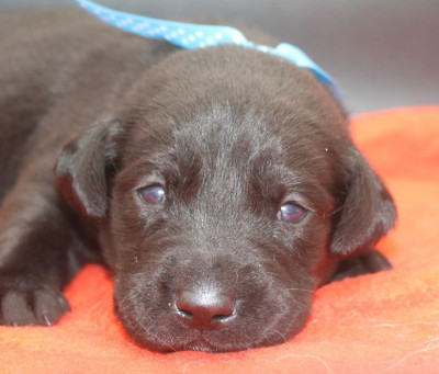 Les chiots de Labrador Retriever
