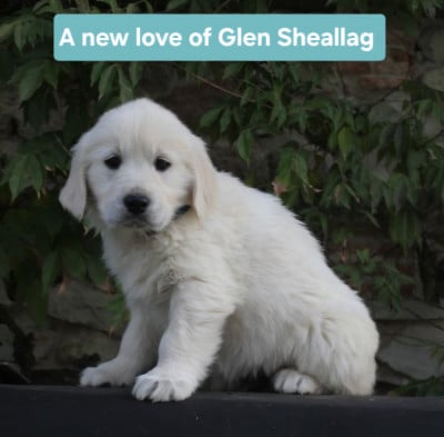 Les chiots de Golden Retriever