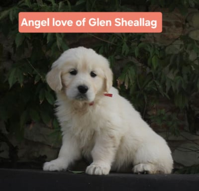 Les chiots de Golden Retriever