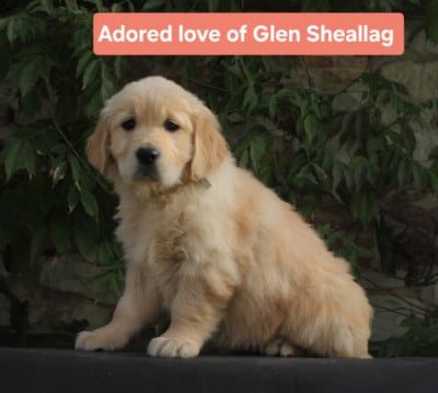 Les chiots de Golden Retriever