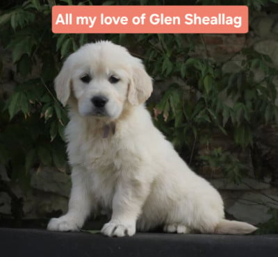 Les chiots de Golden Retriever