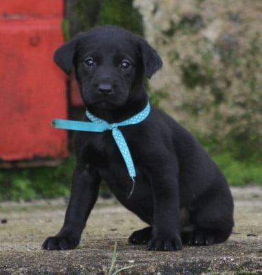 Les chiots de Labrador Retriever