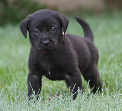 Les chiots de Labrador Retriever