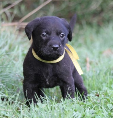 Les chiots de Labrador Retriever