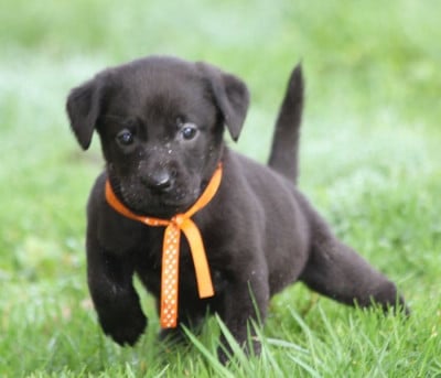 Les chiots de Labrador Retriever