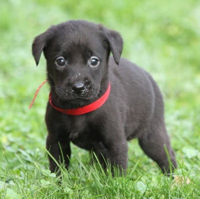 Les chiots de Labrador Retriever