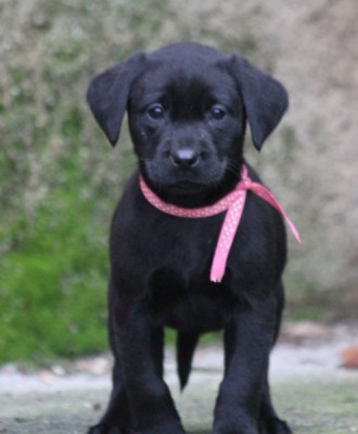 Les chiots de Labrador Retriever