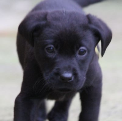Les chiots de Labrador Retriever