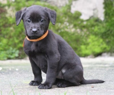 Les chiots de Labrador Retriever