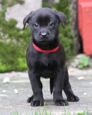 Les chiots de Labrador Retriever